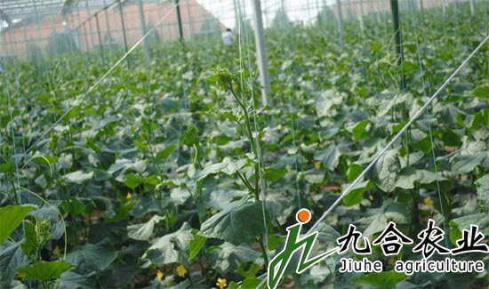 河南永城裕農弘潤農業(yè)科技園（陽光板智能溫室）